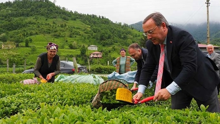 ÇAYKUR Sezona Hızlı Başladı: İlk Günde 900 Ton Yaş Çay Alımı