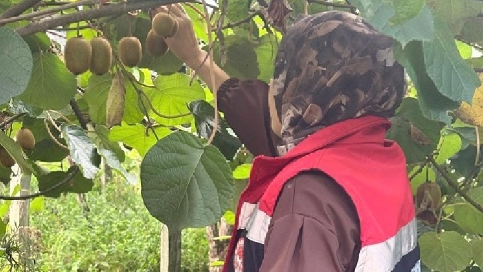 Rize’de Kivi Hasadı Öncesi Pestisit Denetimi Başladı